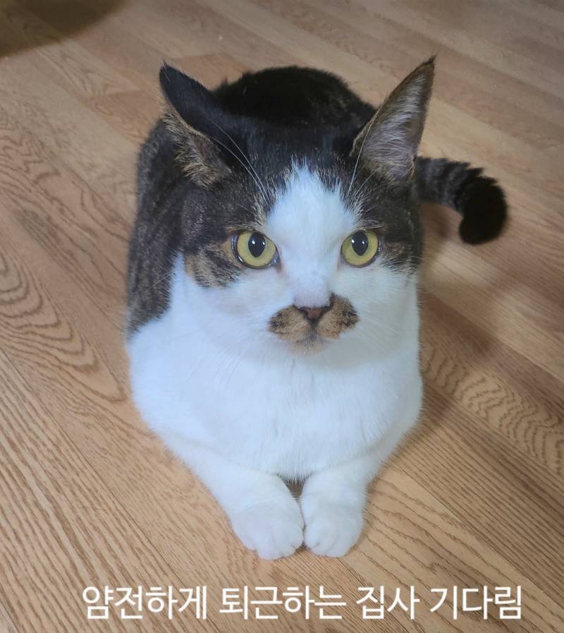[잡담] Chatgpt로 만든 고양이 그림일기 | 인스티즈