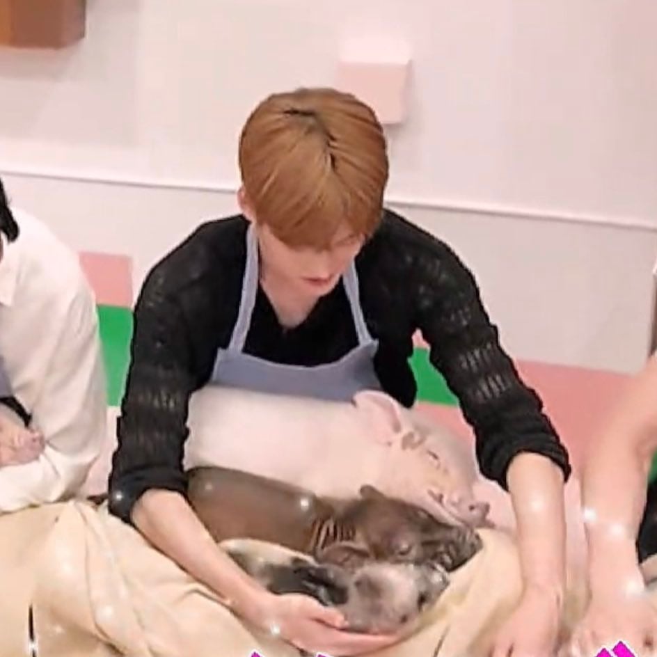 [잡담] 소희 돼지(real pig)들한테 인기 많은거 웃갸 | 인스티즈