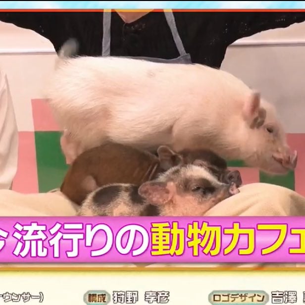 [잡담] 소희 돼지(real pig)들한테 인기 많은거 웃갸 | 인스티즈