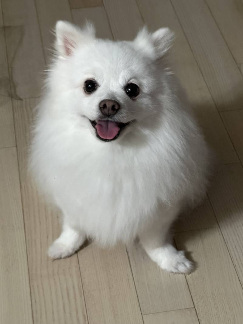 [잡담] 우리딥 댕댕이 너무 보거싶 (무지개다리X) | 인스티즈