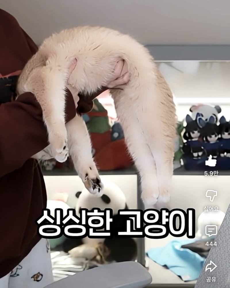 [잡담] 싱싱한 고양이 꾸꾸 | 인스티즈