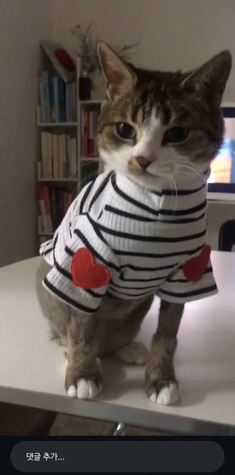 [잡담] 아니 얘가 11살이란게 믿어져?? | 인스티즈