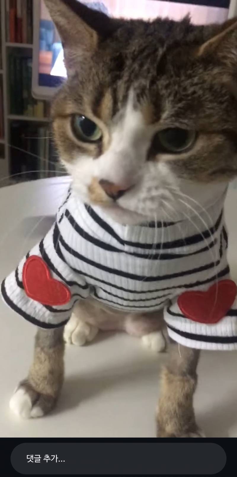 [잡담] 아니 얘가 11살이란게 믿어져?? | 인스티즈