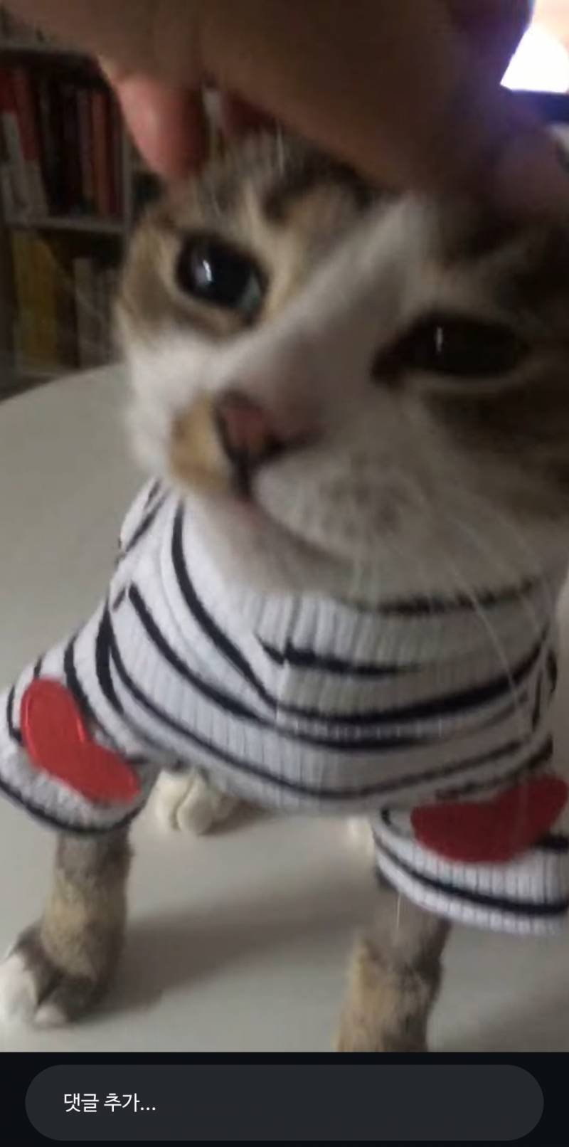 [잡담] 아니 얘가 11살이란게 믿어져?? | 인스티즈