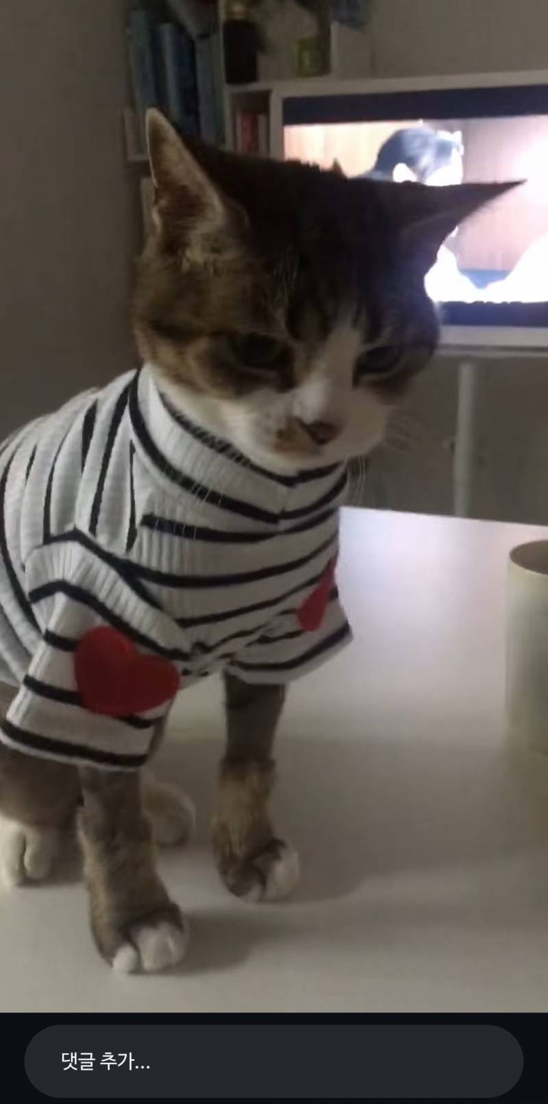 [잡담] 아니 얘가 11살이란게 믿어져?? | 인스티즈