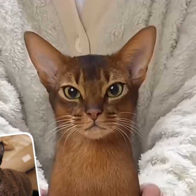 [잡담] 이 고양이 귀 짱크다 | 인스티즈