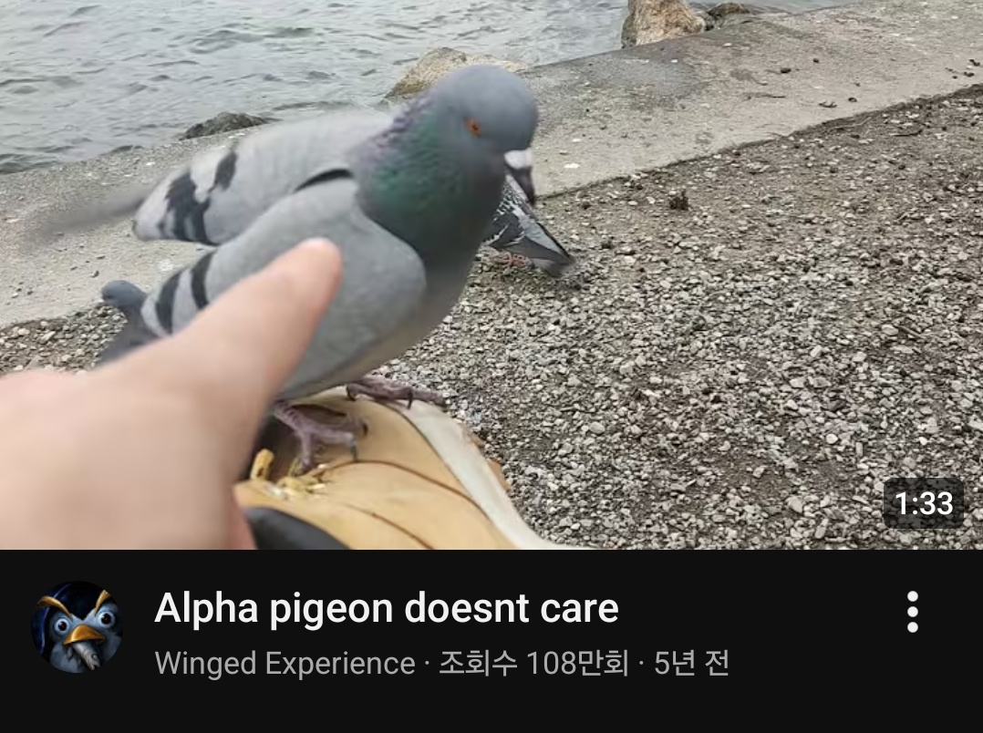[잡담] 공원 갔는데 비둘기가 이러면 어떡할거야? | 인스티즈