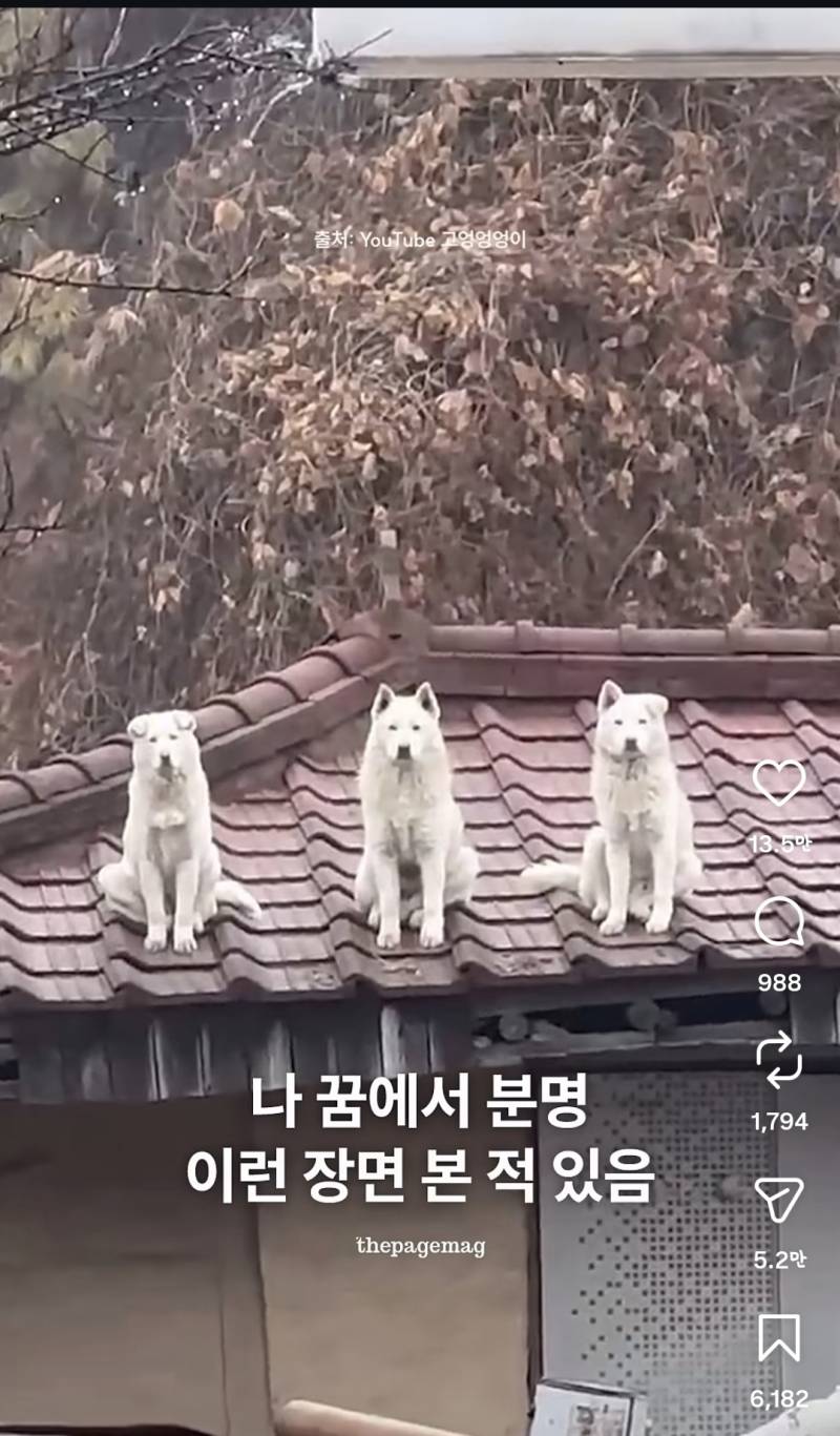 [잡담] 개들 귀 좀 봐바 ㅋㅋㅋㅋㅋㅋㅋㅋㅋㅋ | 인스티즈