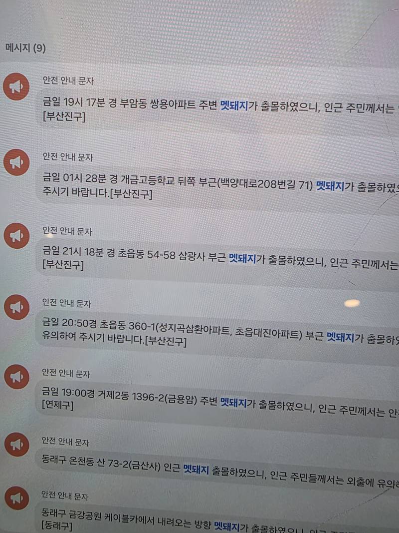 [잡담] 부산엔 참 멧돼지가 많구나 | 인스티즈