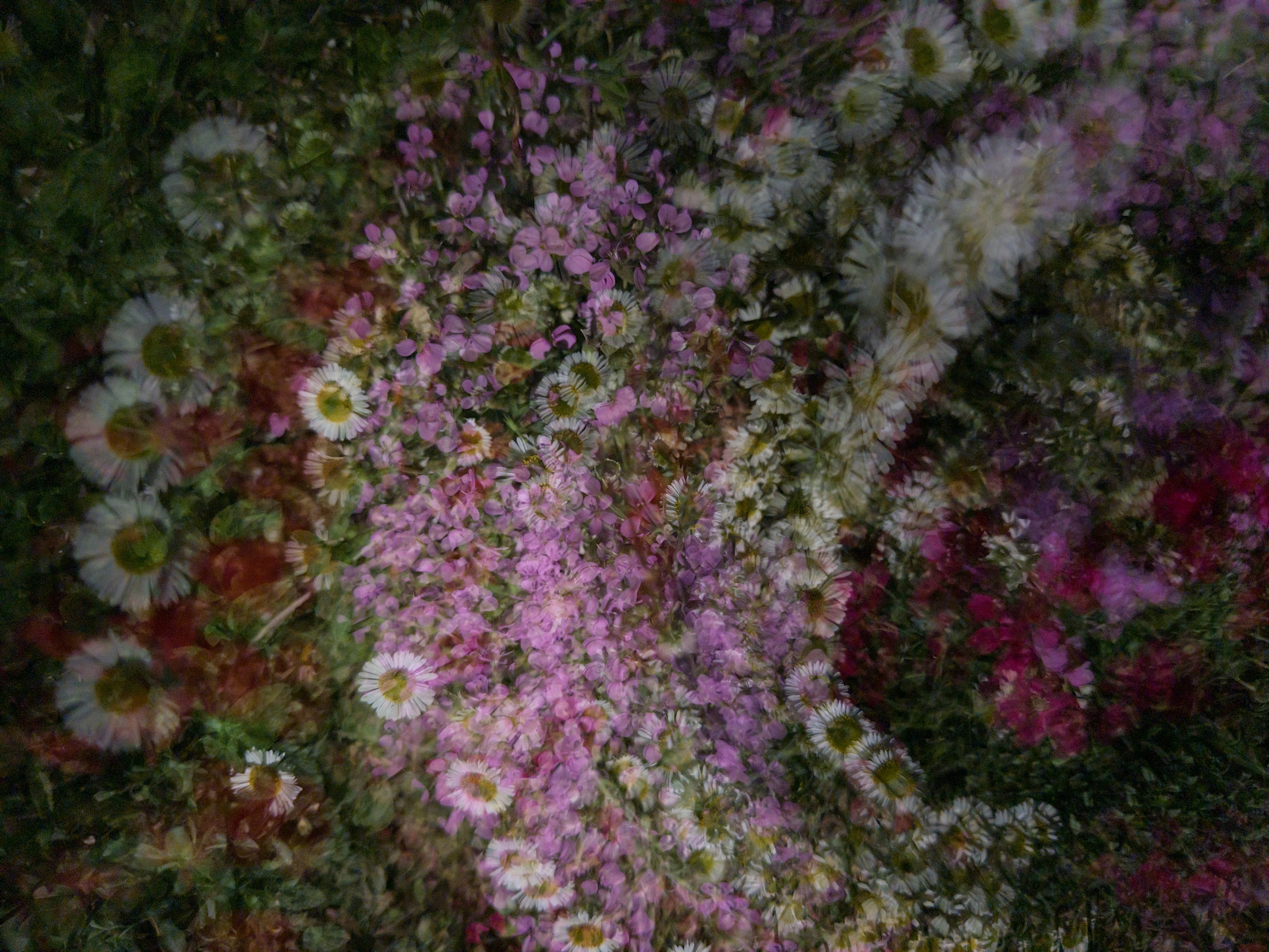 [잡담] 서울숲 국제정원박람회 사진📸 | 인스티즈
