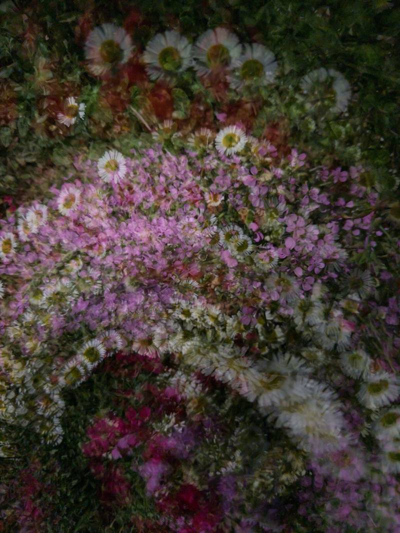 [잡담] 새롭게 찍어본 꽃 사진🌸 | 인스티즈
