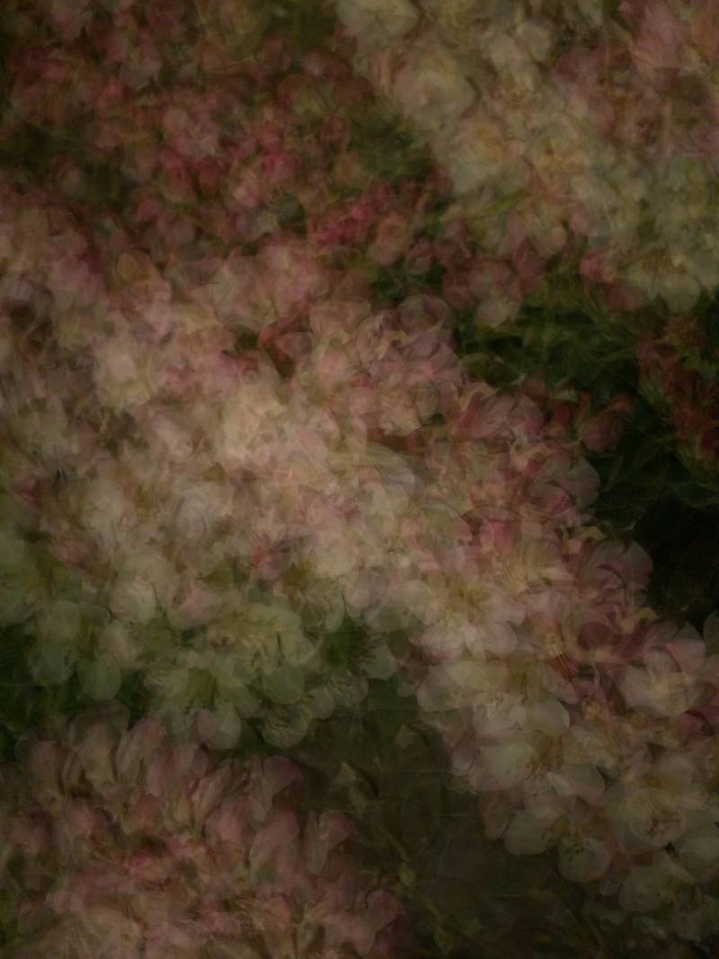 [잡담] 새롭게 찍어본 꽃 사진🌸 | 인스티즈