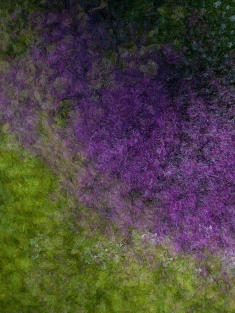 [잡담] 새롭게 찍어본 꽃 사진🌸 | 인스티즈