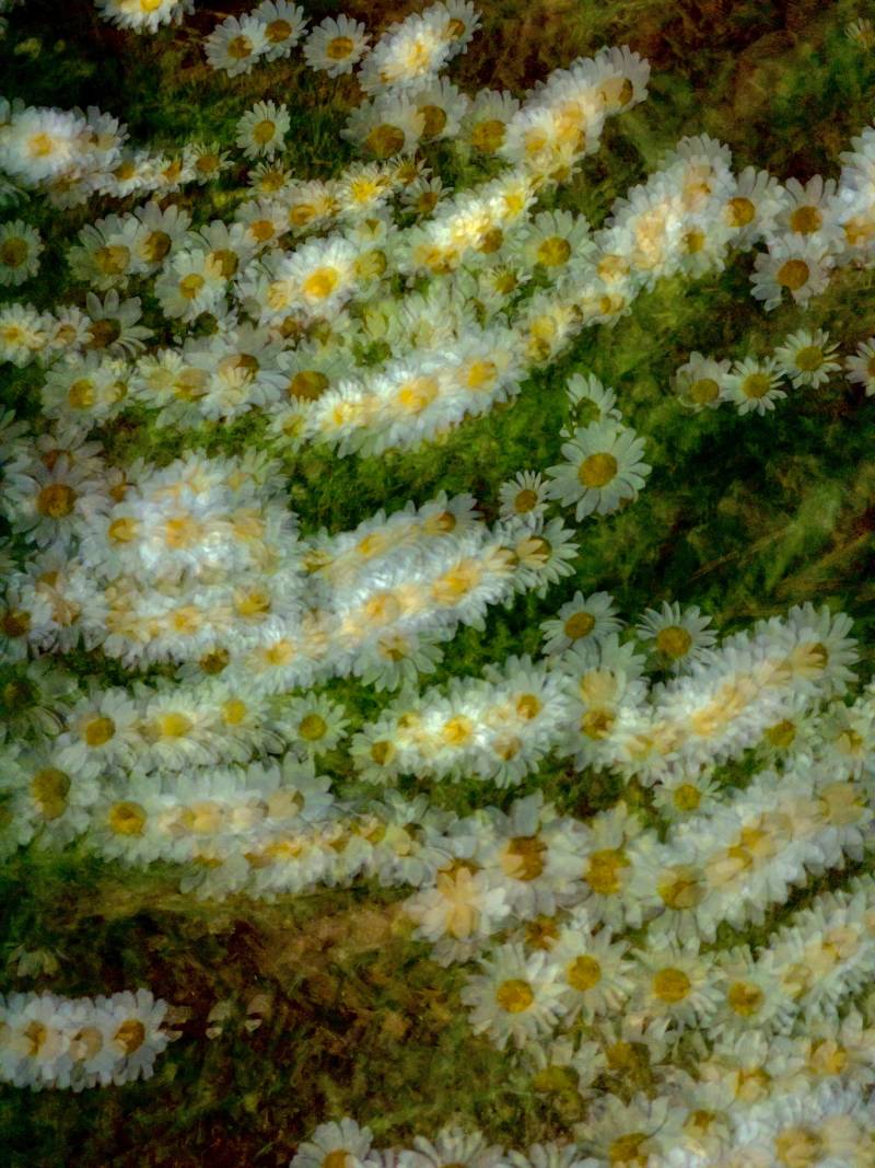 [잡담] 새롭게 찍어본 꽃 사진🌸 | 인스티즈