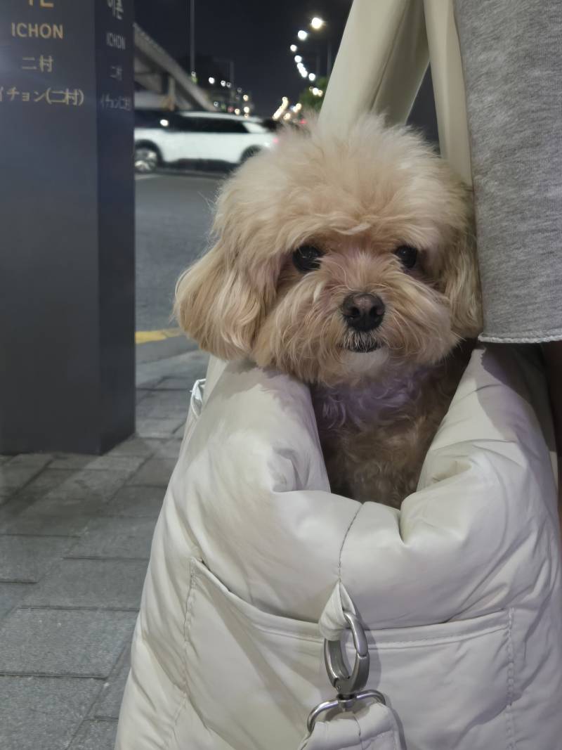 [잡담] 울집 말티푸 자랑 좀 할게 | 인스티즈