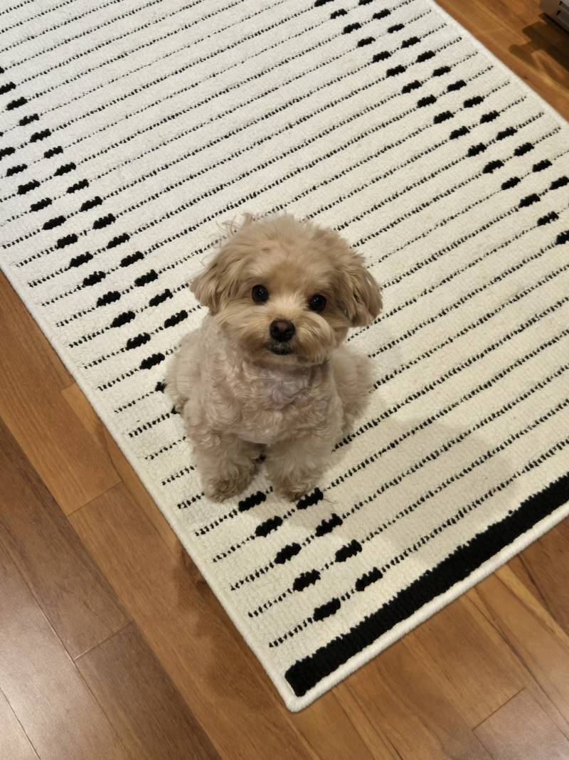 [잡담] 울집 말티푸 자랑 좀 할게 | 인스티즈
