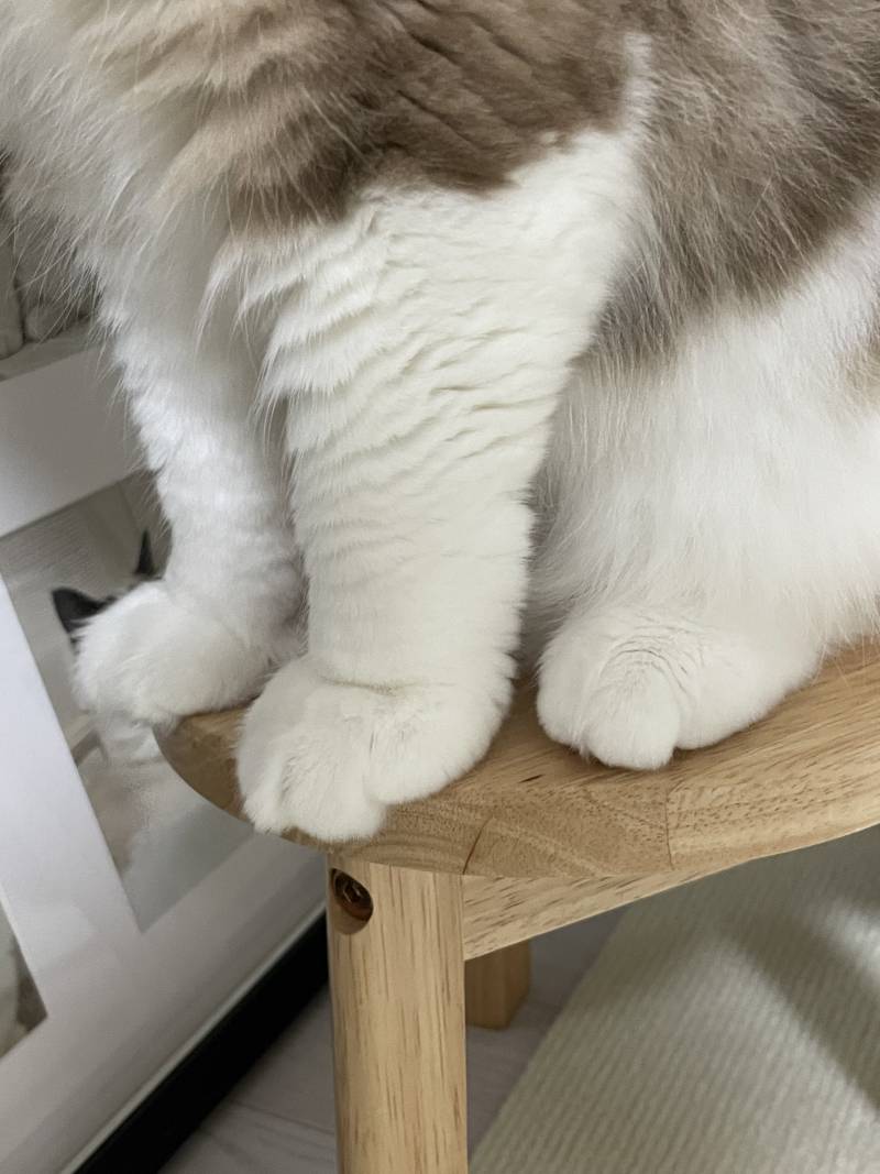 [잡담] 아앀ㅋㅋㅋㅋㅋㅋ 우리 냥냥이 여기 올라간거 봨ㅋㅋㅋ | 인스티즈