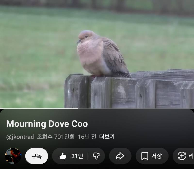 [잡담] 미국에 있는 산비둘기래 | 인스티즈