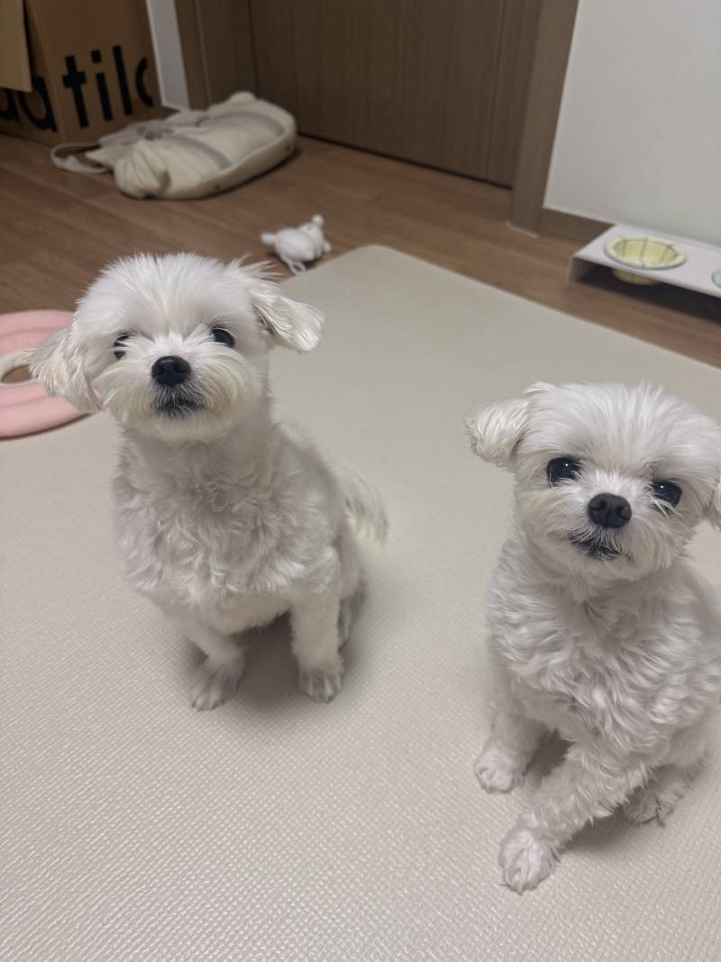 [잡담] 우리집 강아지 두마리 | 인스티즈