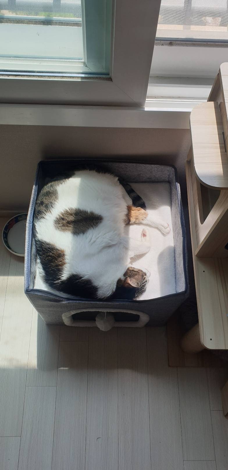 [잡담] 울집 고양이 볼래? | 인스티즈