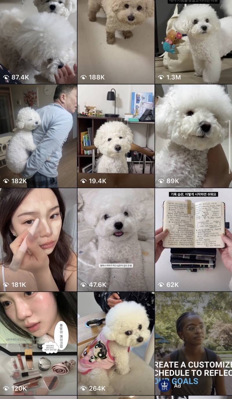 [잡담] 내 인스타 추천탭 비숑 뭐임ㅋㅌㅋㅋ | 인스티즈