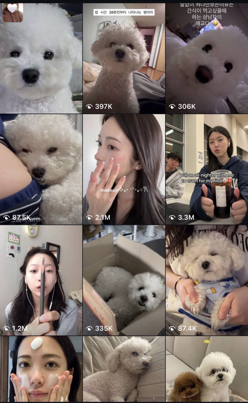 [잡담] 내 인스타 추천탭 비숑 뭐임ㅋㅌㅋㅋ | 인스티즈