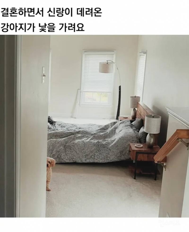 신랑이 데려온 강아지가 낯을 가려요.jpg | 인스티즈