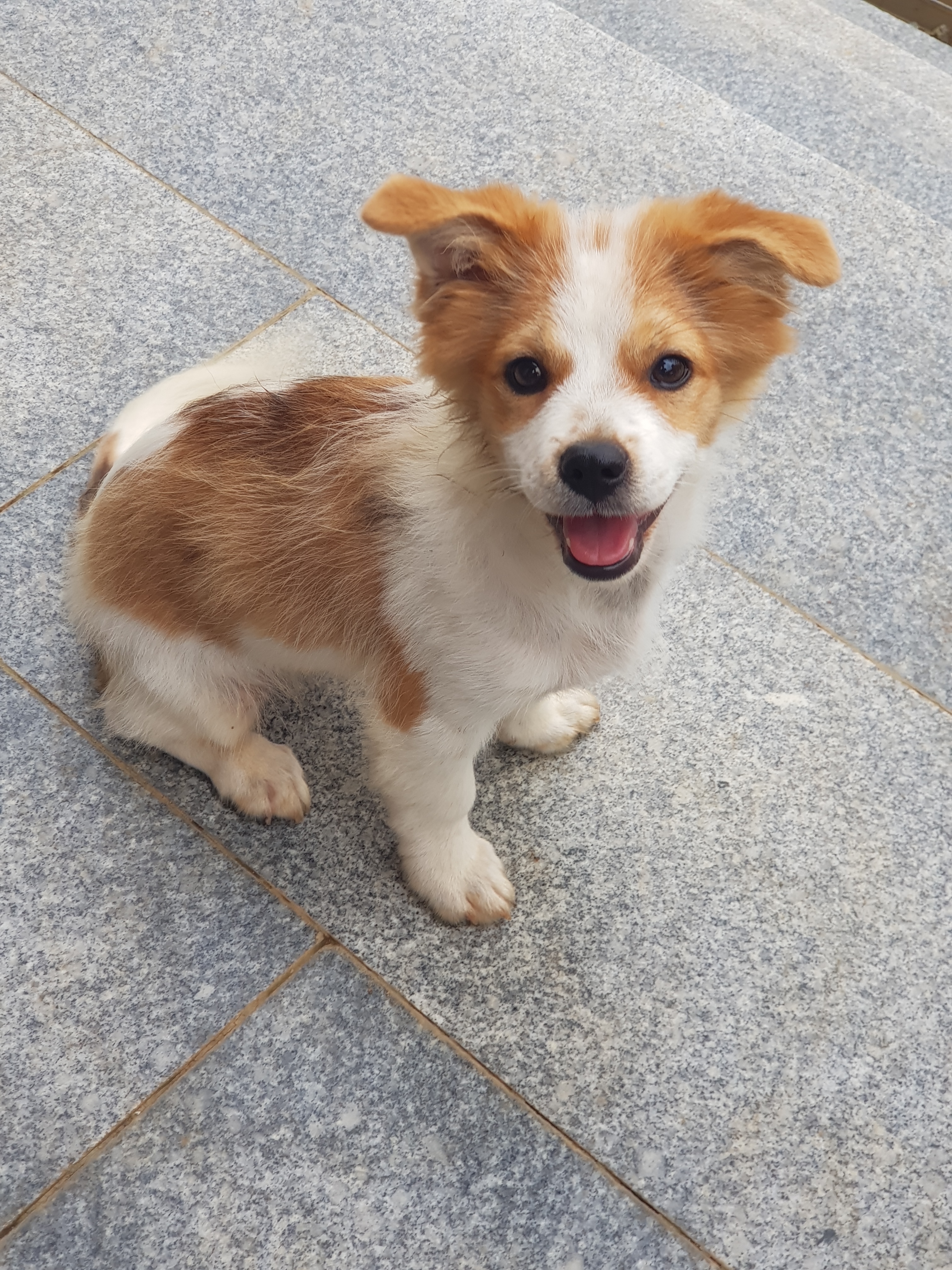 [잡담] 우리집 강아 어렸을때🥹 | 인스티즈