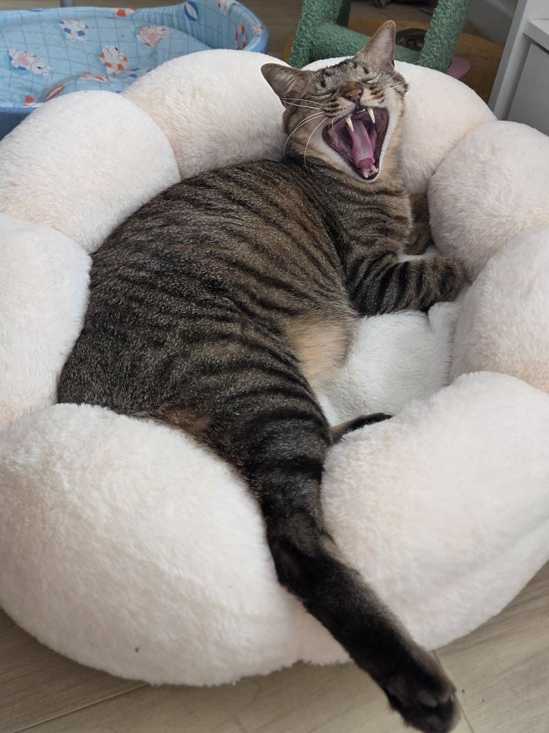 [잡담] 내 고양이 하품하는거 진심 온 힘을 다해서 하품함ㅋㅋㅋㅋ | 인스티즈