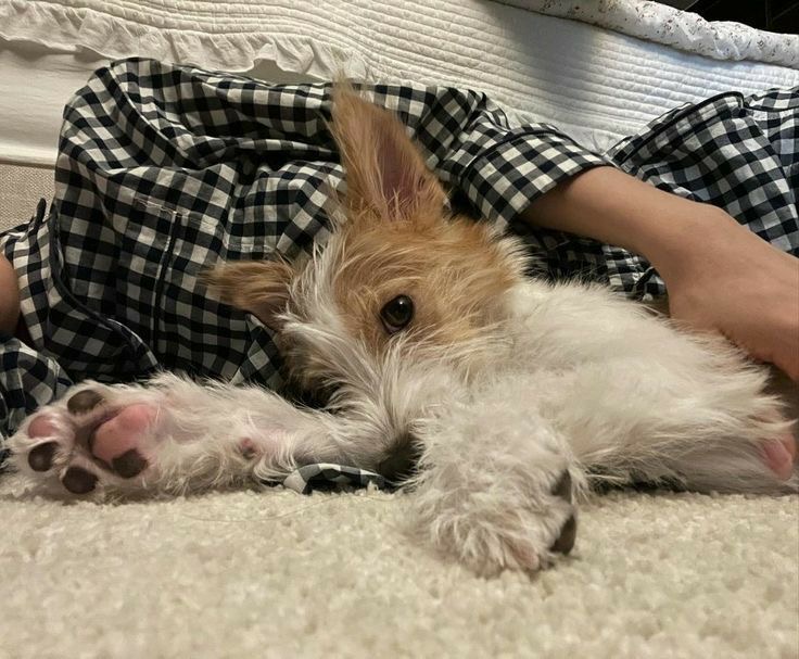 [잡담] 로제네 행크 어린이날 생일이야🐶 | 인스티즈