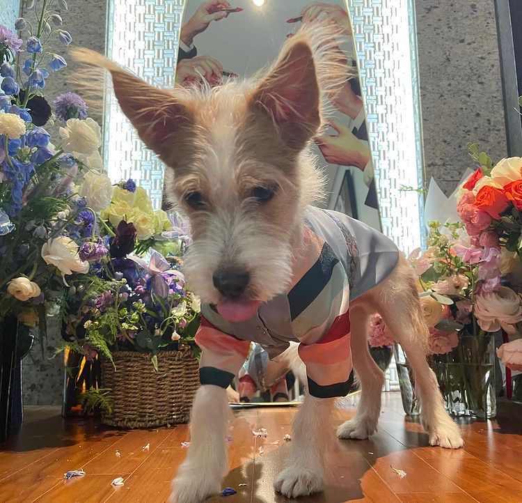 [잡담] 로제네 행크 어린이날 생일이야🐶 | 인스티즈