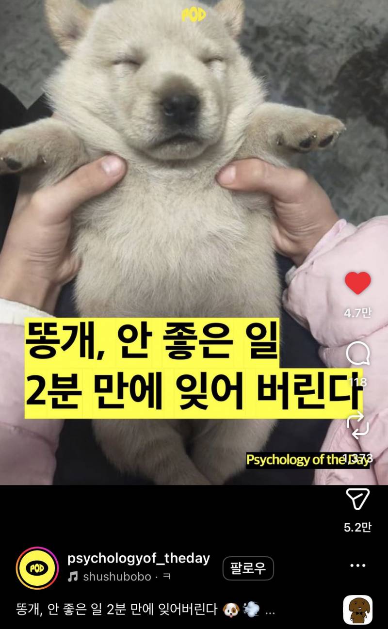 [잡담] 똥개되고싶다 | 인스티즈
