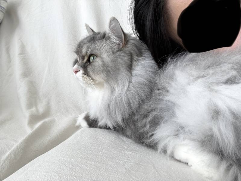 [잡담] 고양이 배고 누워있음 | 인스티즈