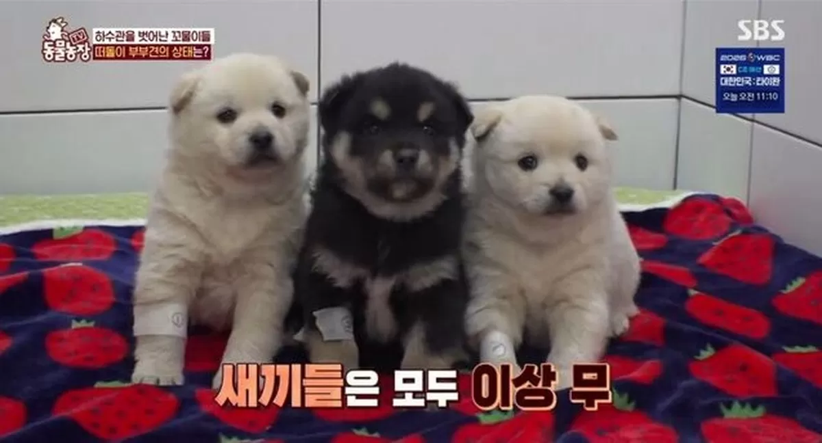 [잡담] 뭔 요즘은 강아지한테도 깜둥이를 안쓴대 | 인스티즈