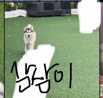 [마플] 장하오 강아지랑 같은 호텔 다니는 사람 인증 | 인스티즈