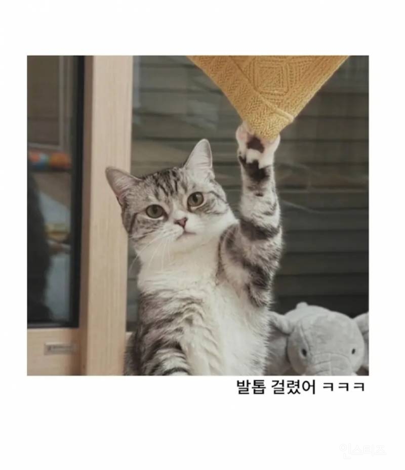 고양이가 있는 거실이 너무 조용해서 가봤더니.jpg | 인스티즈