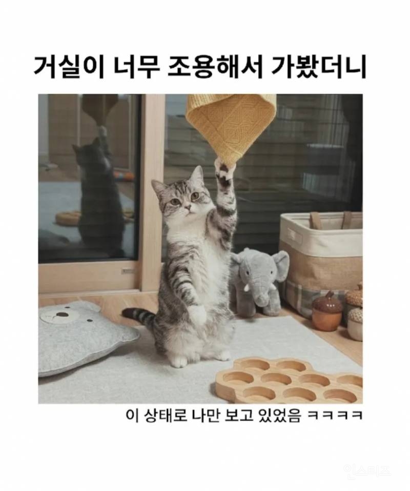 고양이가 있는 거실이 너무 조용해서 가봤더니.jpg | 인스티즈