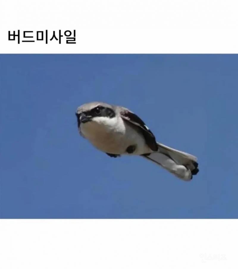 망한 새 사진 대회. jpg | 인스티즈