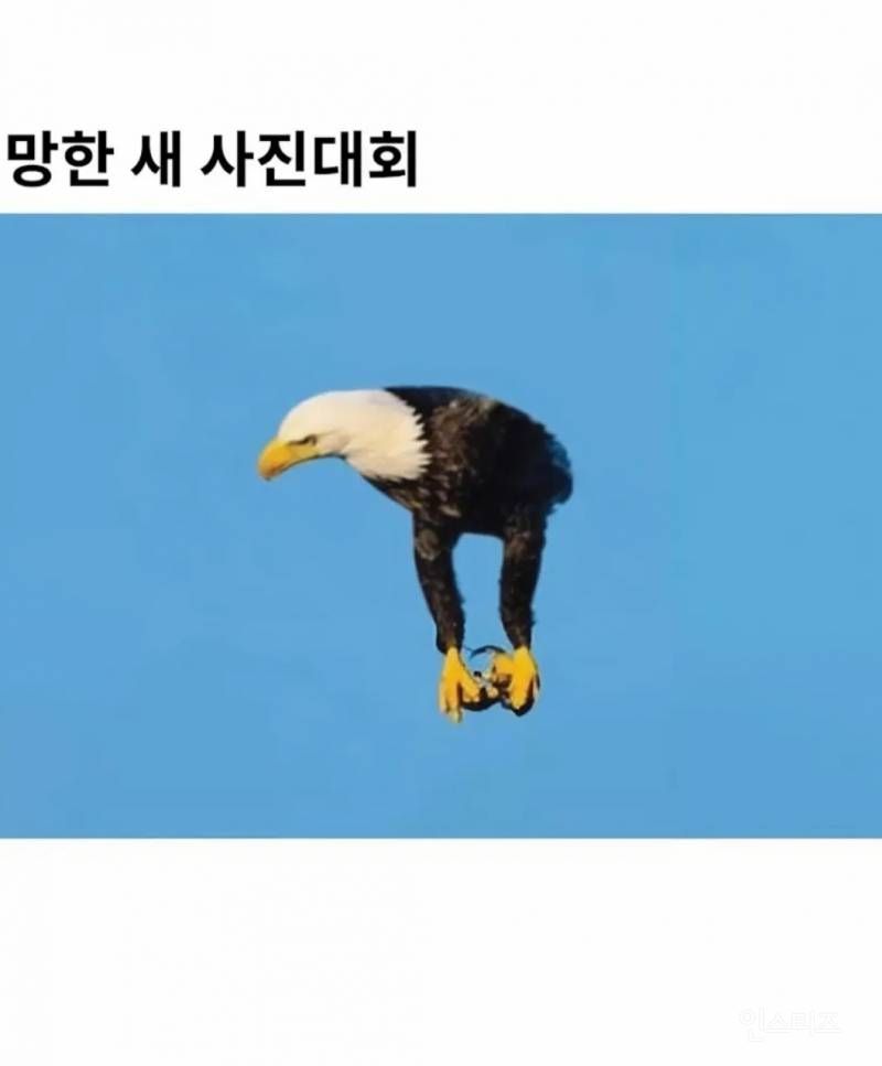 망한 새 사진 대회. jpg | 인스티즈