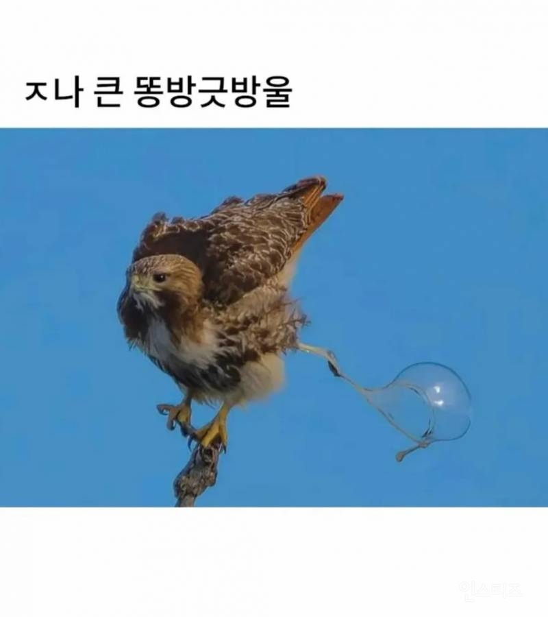 망한 새 사진 대회. jpg | 인스티즈