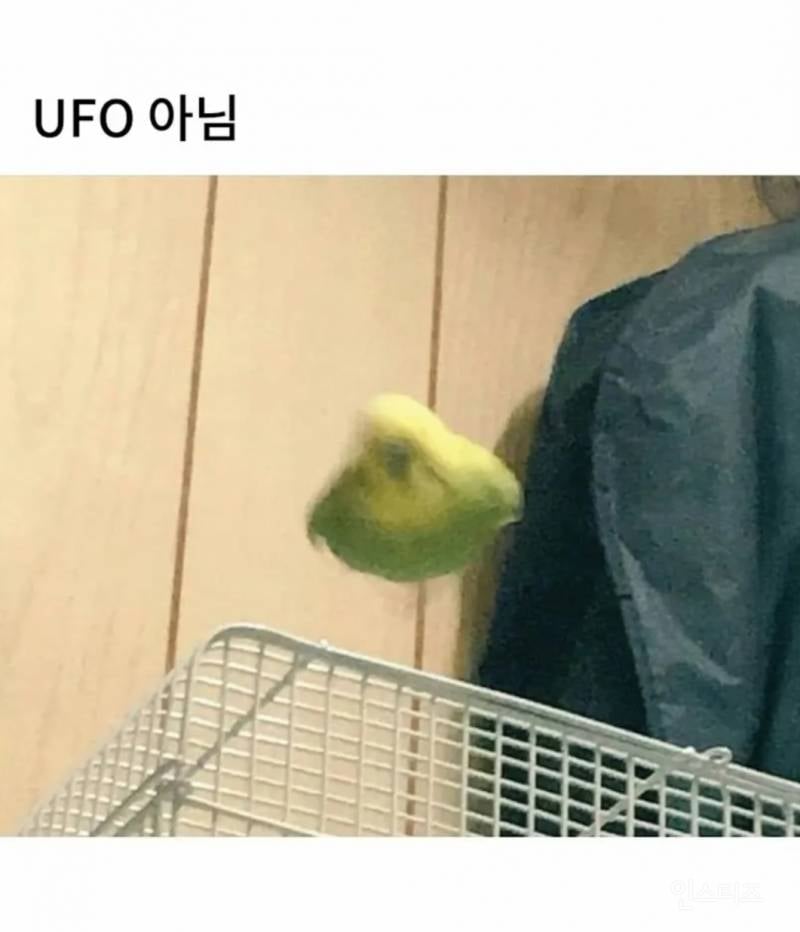 망한 새 사진 대회. jpg | 인스티즈