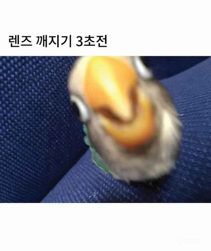 망한 새 사진 대회. jpg | 인스티즈