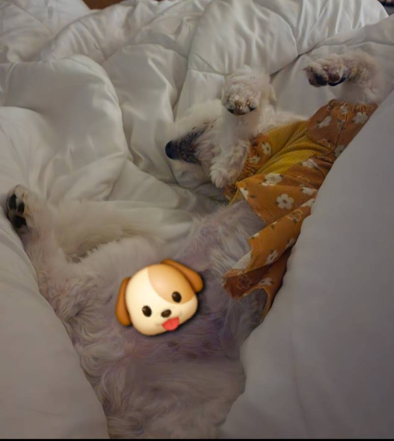 [잡담] 끝내주는 하루를 보낸 개린이 볼래? | 인스티즈