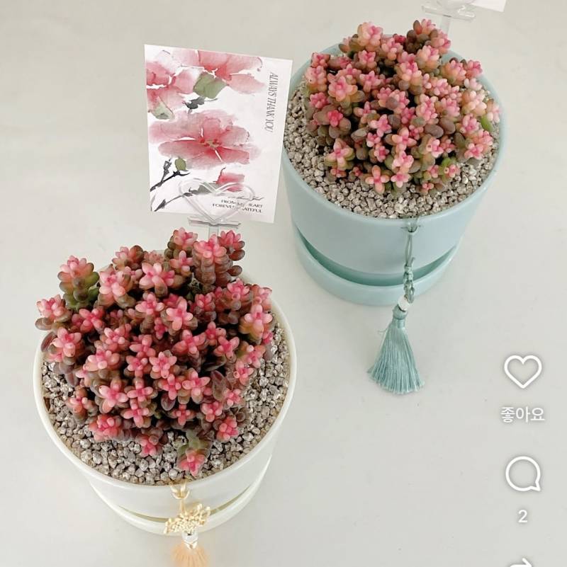 [잡담] 화분 색 좀 골라쥬라 🥺🥺🍀 | 인스티즈