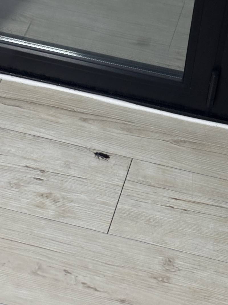 [잡담] 이거 바퀴야..???? | 인스티즈