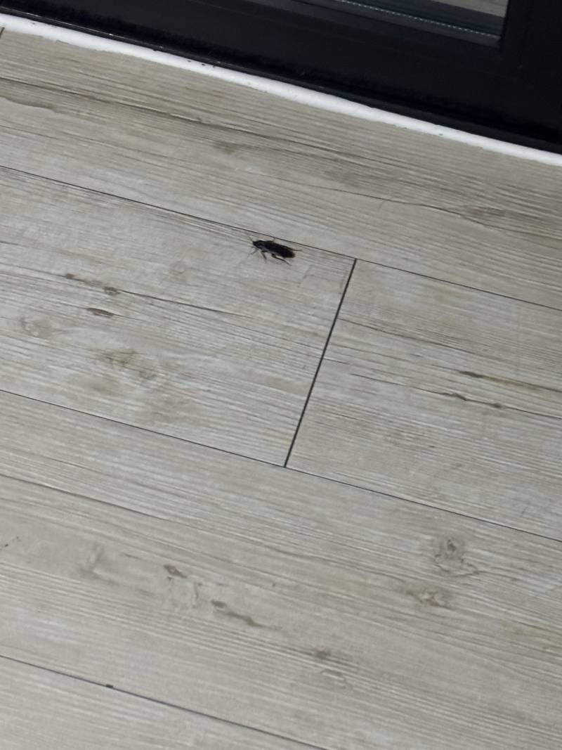 [잡담] 이거 바퀴야..???? | 인스티즈