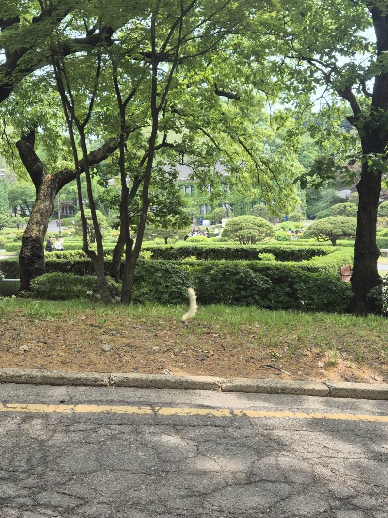 [잡담] 길가다가 공중에 매달린 애벌레봄 | 인스티즈