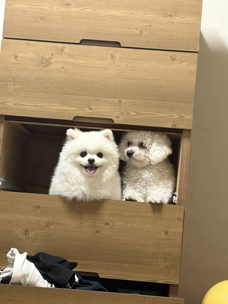 [잡담] 애들 옷장에 가둠 | 인스티즈