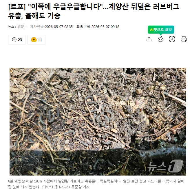 [잡담] 올해도 러브버그 창궐 예정....ㄷㄷㄷㄷ 싫어....ㅠㅠㅠㅠㅠ | 인스티즈