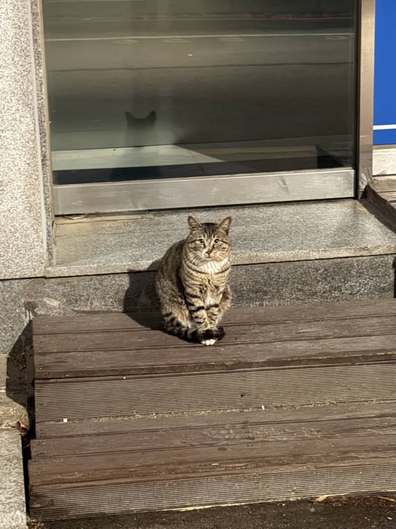 [잡담] 집가다 발견한 개귀여운 고양이 봐ㅠㅠㅠㅠ | 인스티즈